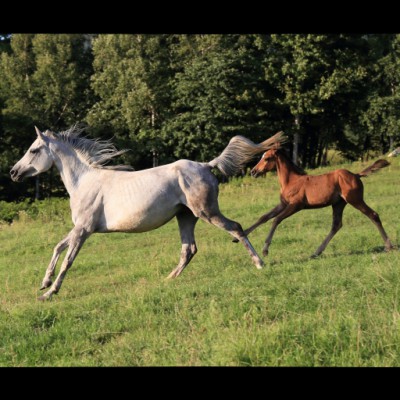 競走馬の生月と競走成績の関係