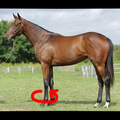 競走馬の管囲と競走成績の関係