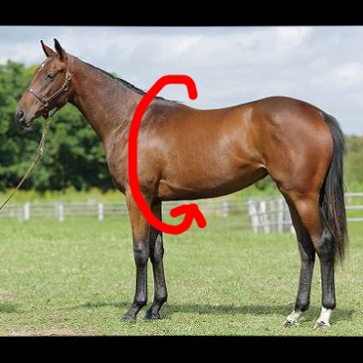 競走馬の胸囲と競走成績の関係