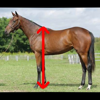 競走馬の体高と競走成績の関係