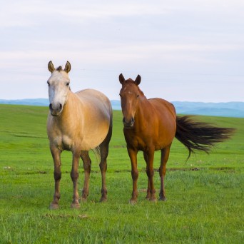 競走馬の性別と競走成績の関係