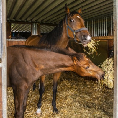 競走馬の体重と競走成績の関係